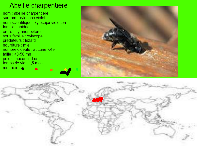 Abeille charpentière Encyclopediedesanimaux — free download
